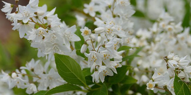 Découvrez la beauté du deutzia en floraison printanière