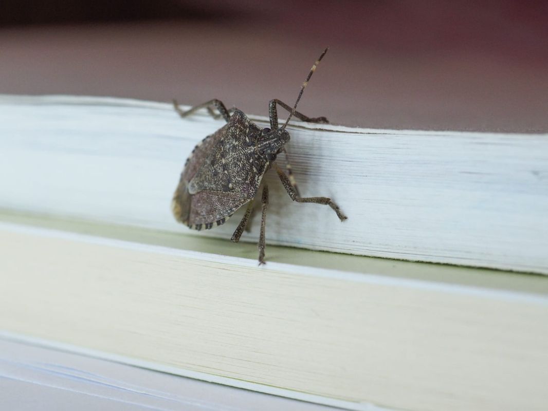 Punaise diabolique : l'envahisseur automnal envahit nos maisons, comment se défendre ?