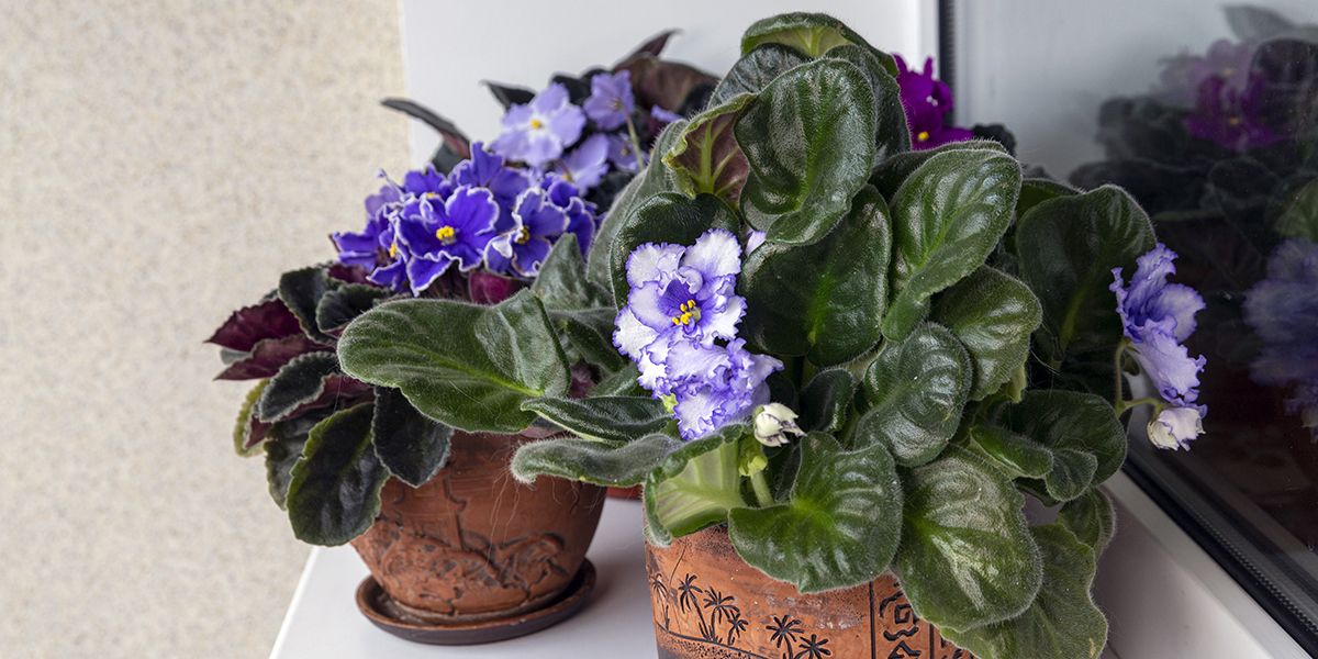 Violette du Cap (Saintpaulia) ou violette africaine