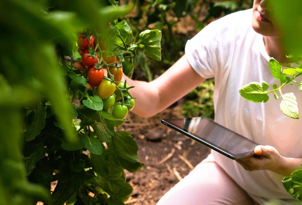 Le piège du faux soleil de juin : protégez vos tomates avec ces gestes essentiels