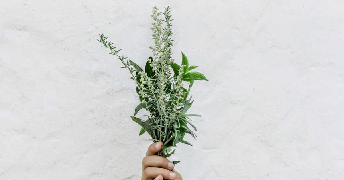 Secrets de récolte pour des herbes aromatiques toujours fraîches
