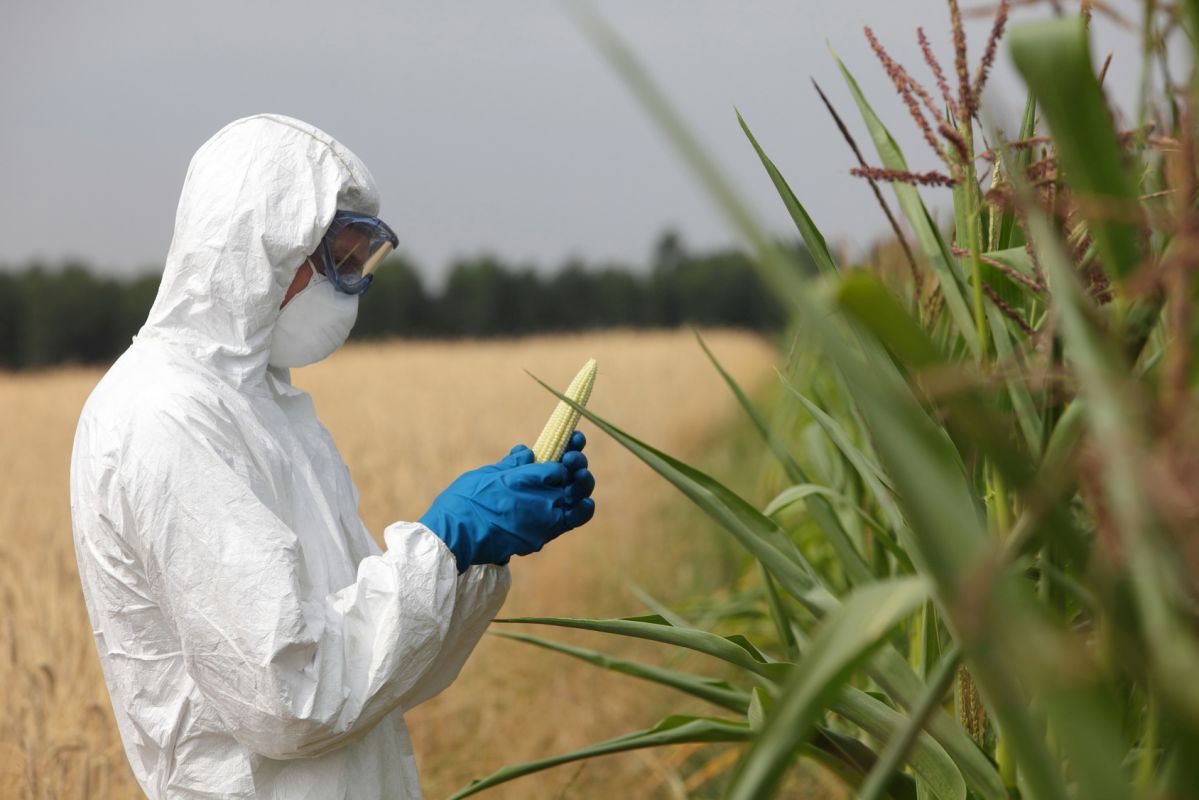 Les OGM : un danger pour la santé ? Ce que dit la science