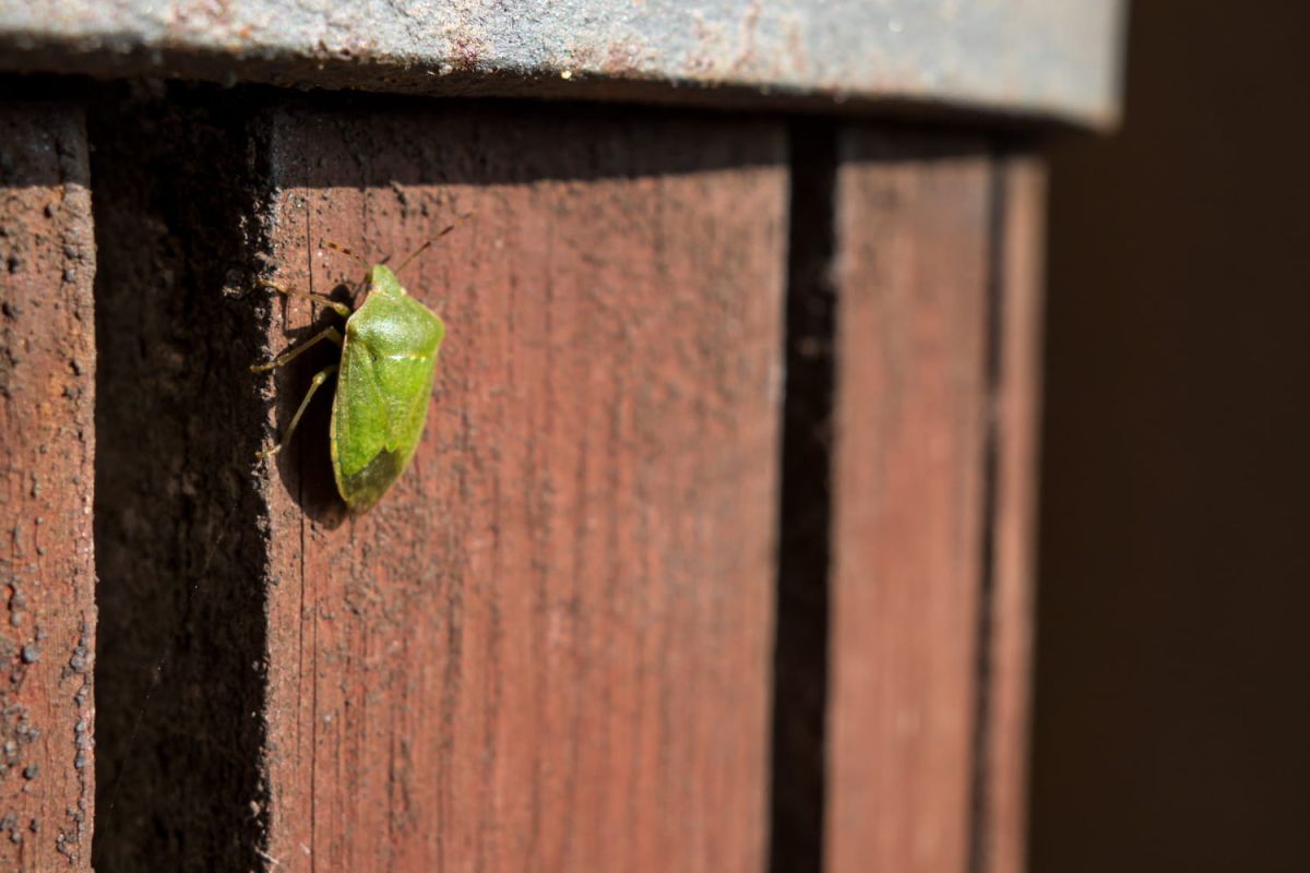 Adieu punaises vertes : comment les chasser de votre jardin et de votre maison sans chimie