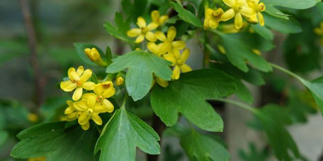 Groseillier doré (Ribes odoratum) : l'arbuste parfumé à connaître