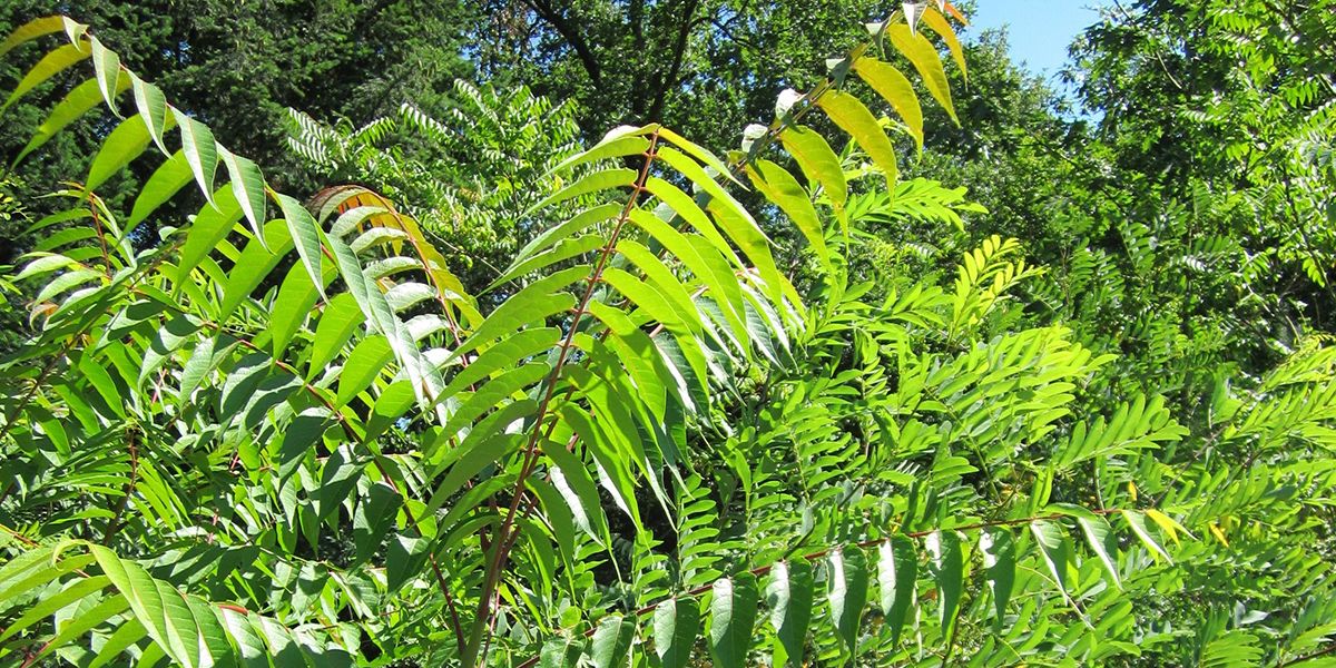 les dangers cachés des plantes invasives dans nos jardins