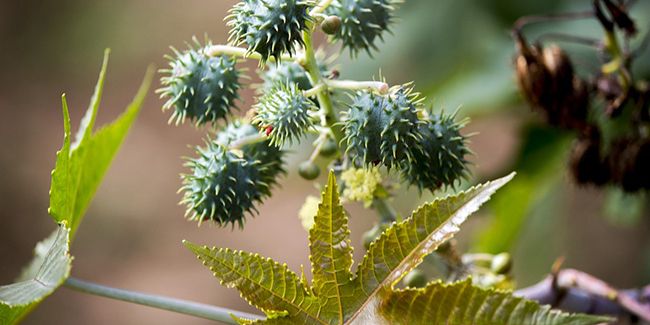 Ricin commun (Ricinus communis) : L'essence de l'huile de ricin