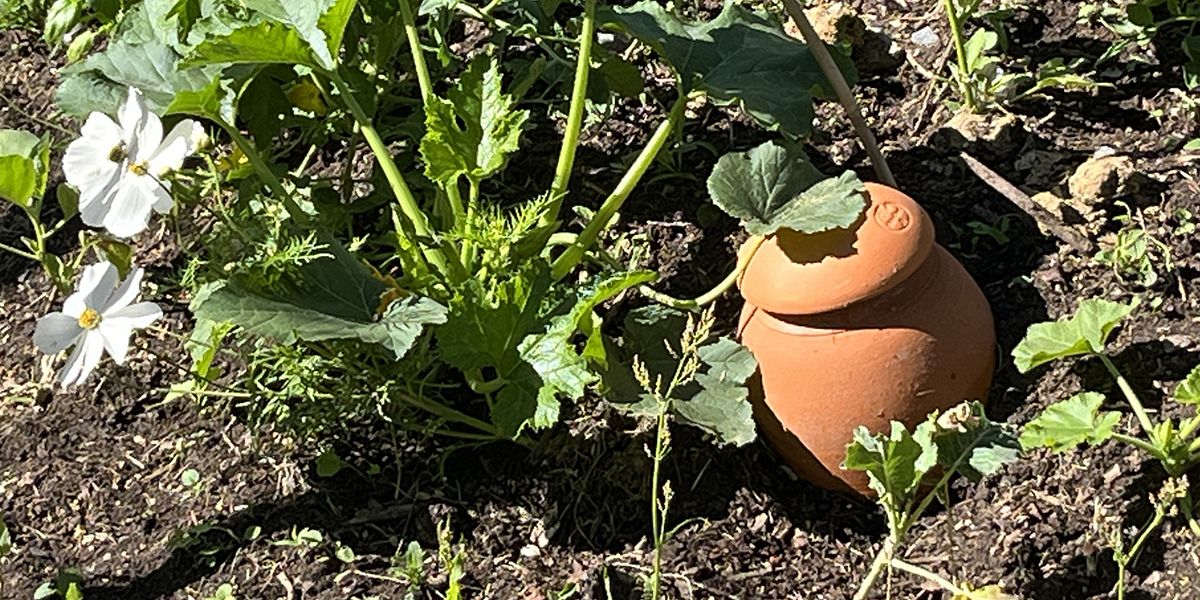 Les oyas : une solution d'arrosage durable pour votre jardin