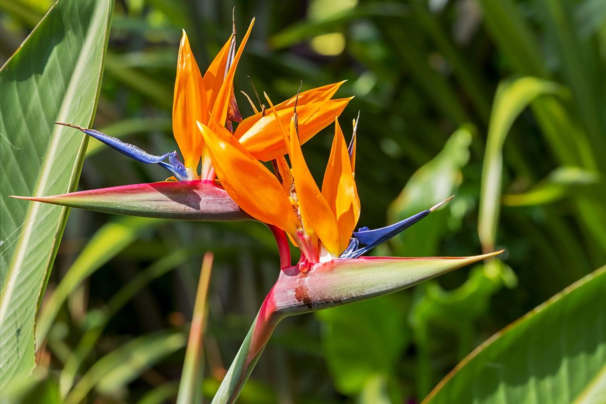 À la découverte de l'oiseau de paradis : une plante aux mille couleurs