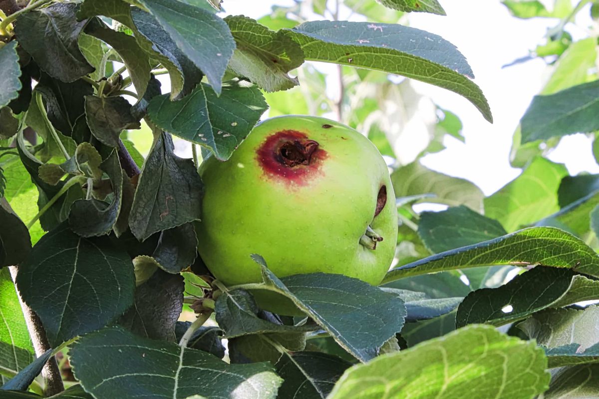Éliminez les nuisibles de vos pommiers : astuces pour des pommes saines