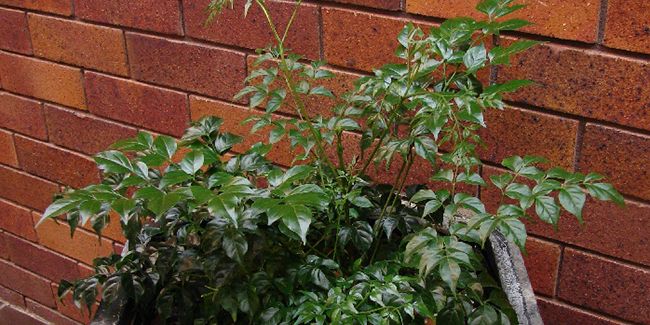 Arbre serpent : une plante d'intérieur captivante