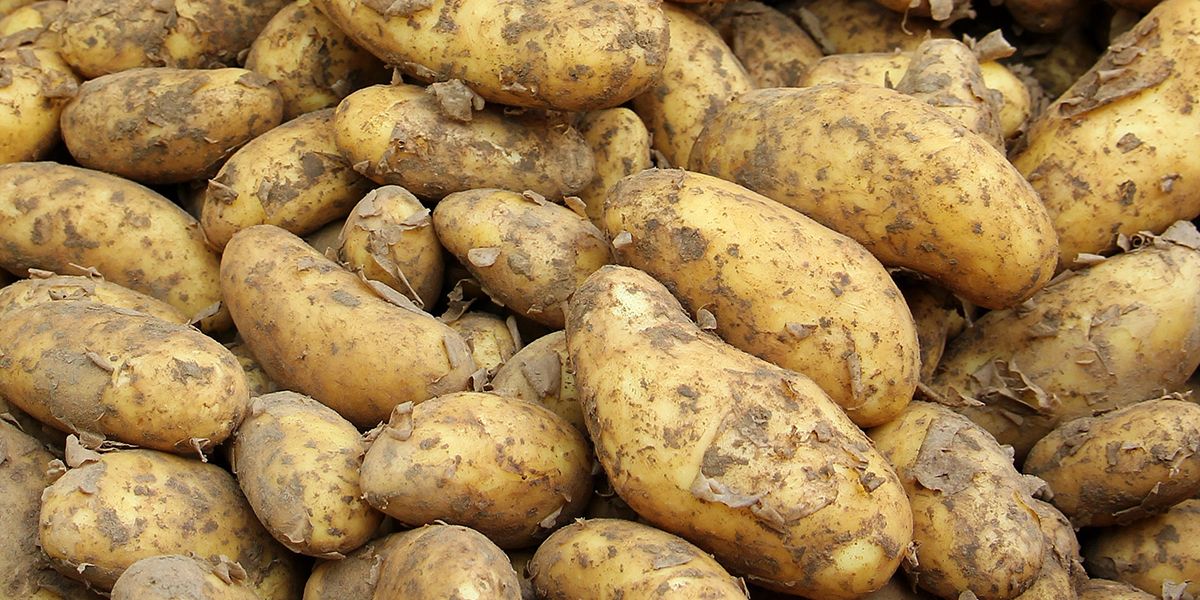 La pomme de terre : un trésor culinaire et nutritionnel