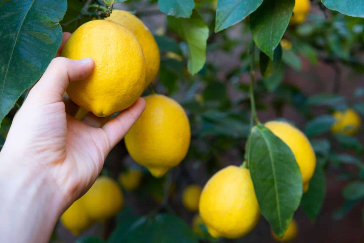 Comment savoir si votre citronnier produira des citrons cette année ? Les signes à vérifier
