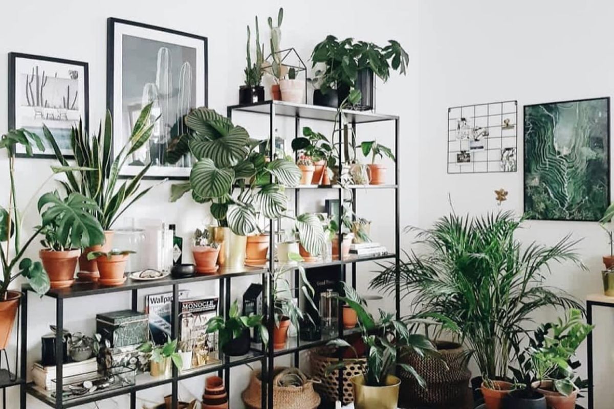 8 comptes Instagram qui célèbrent la beauté des plantes