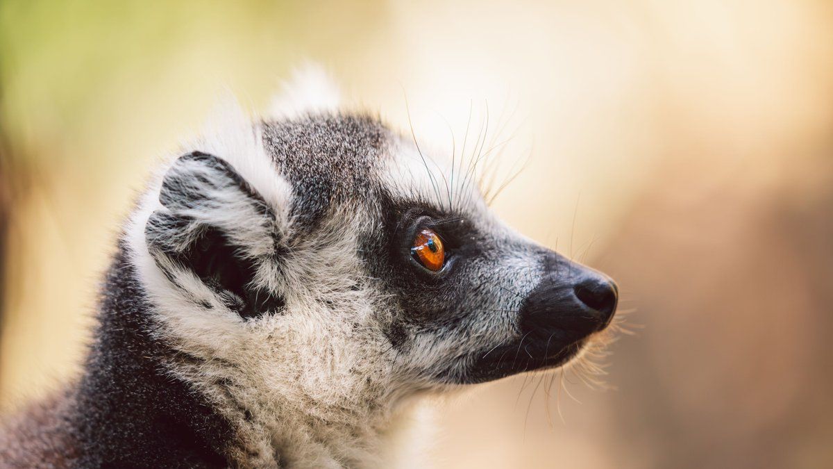 Bilbo le lémurien sauvé : une opération chirurgicale inédite et réussie au Parc animalier de Sainte-Croix