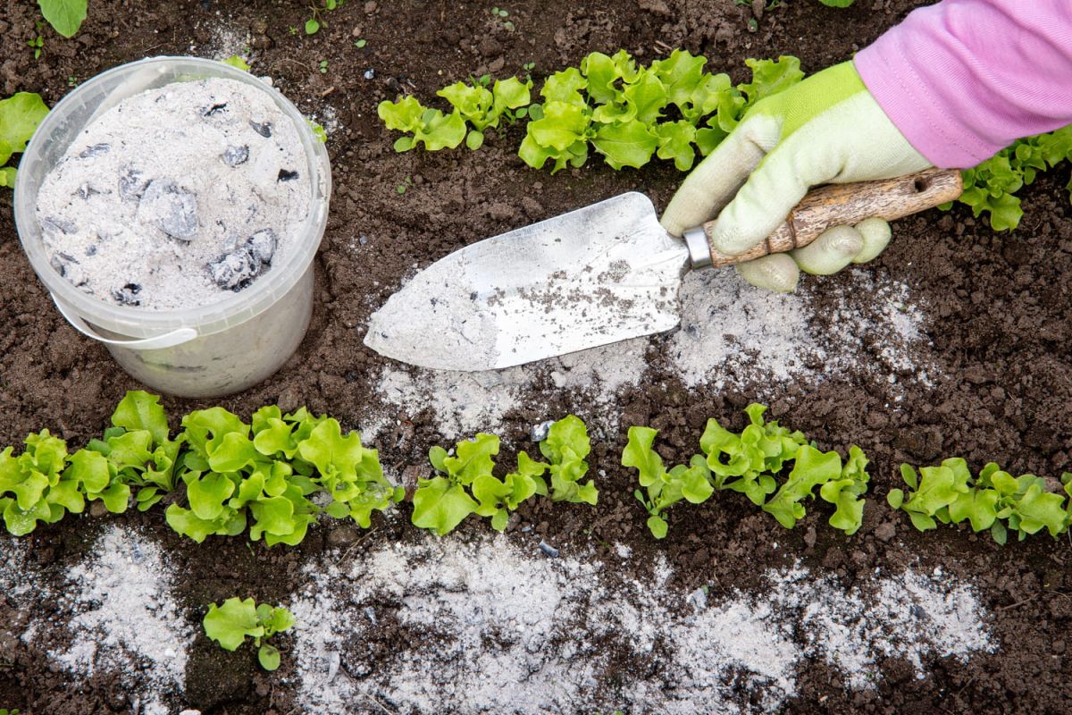 Transformez votre cendre de cheminée en alliée du jardin