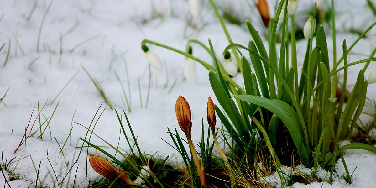 Les bienfaits surprenants du froid pour le jardin en hiver