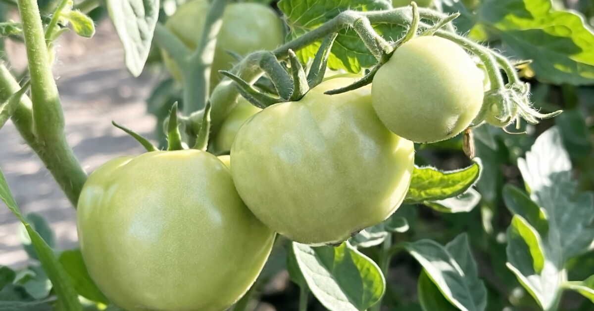 Pourquoi vos tomates restent vertes et comment les faire mûrir rapidement