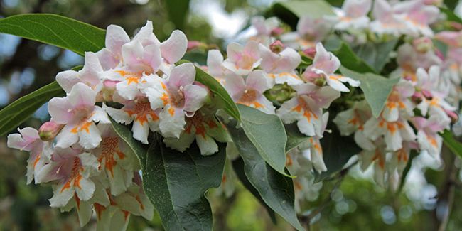 Découvrez le charme intemporel du dipelta florifère