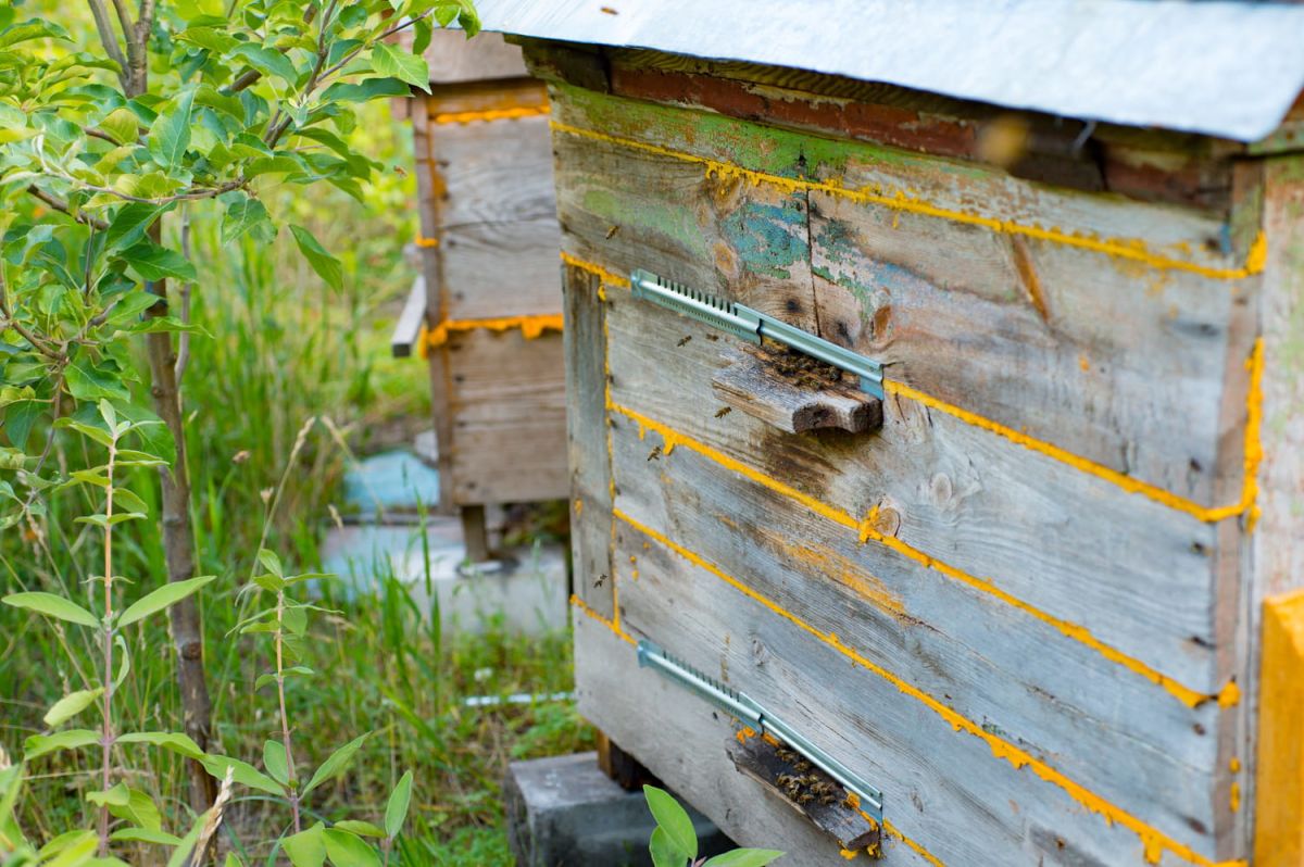 Installer une ruche chez soi : ce qu'il faut savoir