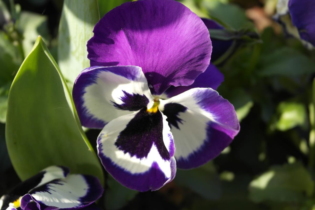 Préparez votre jardin pour mars