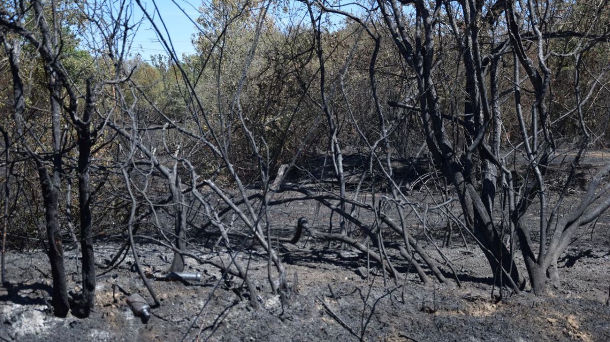Incendies de Fontainebleau : révélations choquantes sur les suspects