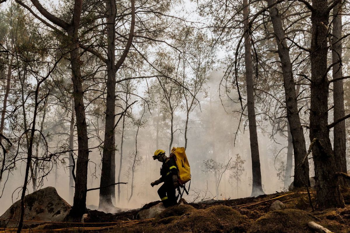 Feux de forêt : plus de 1900 hectares en flammes à Fontainebleau, le Cap Fréhel en sécurité