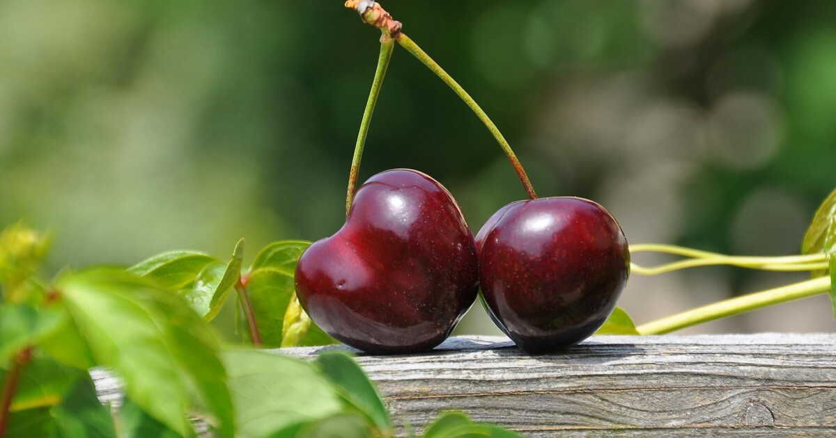 Comment éviter les vers dans vos cerises cet été