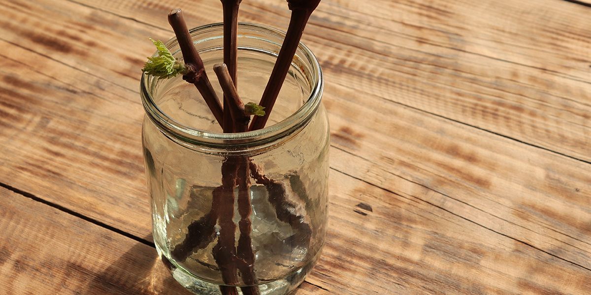 Découvrez 8 recettes naturelles pour booster vos boutures