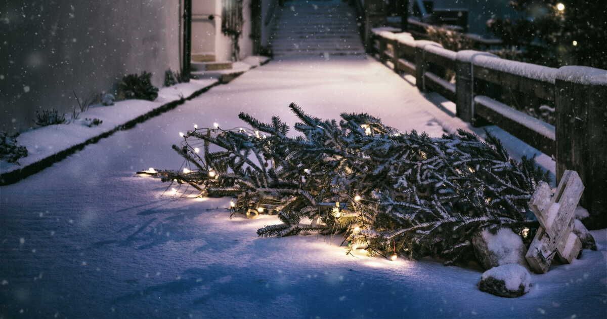 découvrez 10 idées créatives pour recycler votre sapin après les fêtes