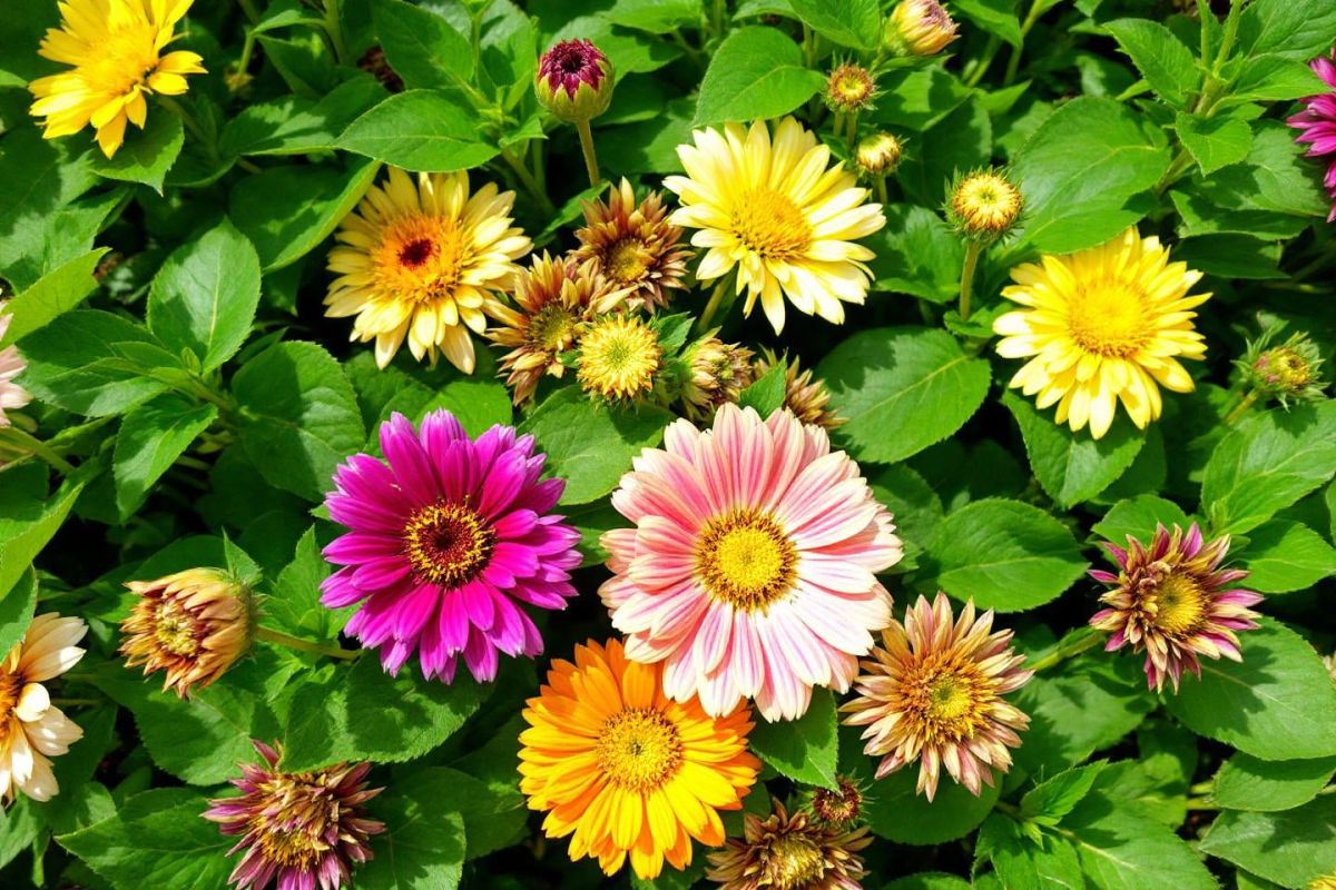 Adoptez ce geste essentiel pour un jardin florissant sans effort d'arrosage