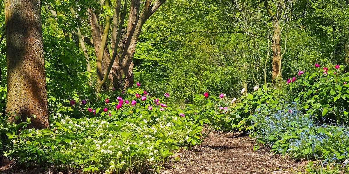 À la découverte du jardin-forêt, une approche innovante de l'agroforesterie