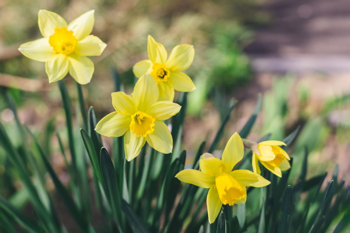 cinq minutes pour sublimer vos jonquilles au printemps prochain